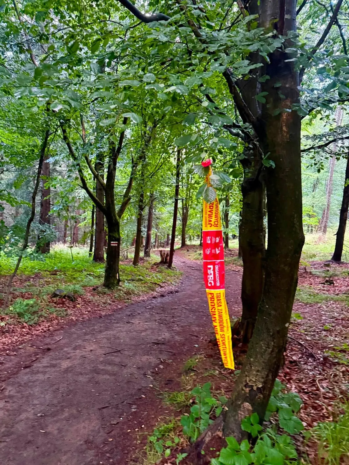 Taśmy DFBG prowadzą przez las
